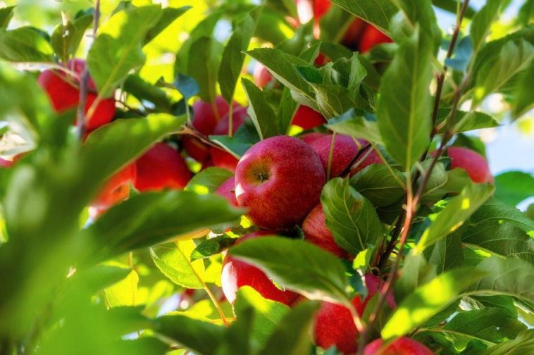 Como Comprar Maçã? 3 Truques Infalíveis para Escolher Melhores Frutas